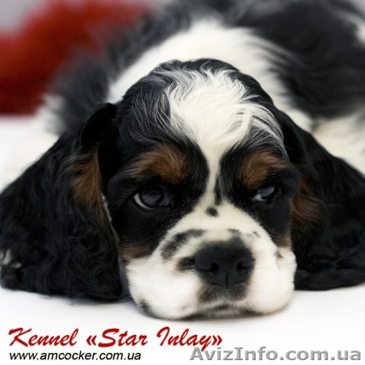 Щенки Американского Кокер Спаниеля  - <ro>Изображение</ro><ru>Изображение</ru> #1, <ru>Объявление</ru> #9676