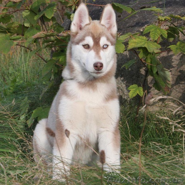 лазые щенки сибирский хаски  - <ro>Изображение</ro><ru>Изображение</ru> #1, <ru>Объявление</ru> #97068