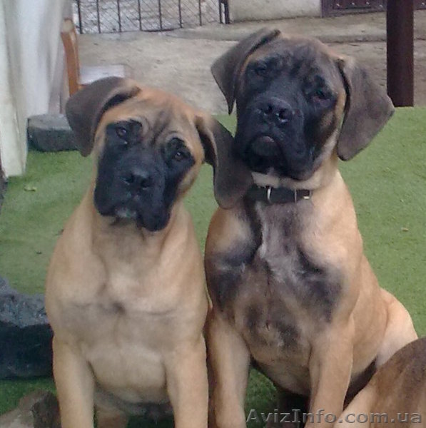 Продам щенков бульмастиффа - <ro>Изображение</ro><ru>Изображение</ru> #1, <ru>Объявление</ru> #118037