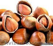 Орех Фундук неочищенный - <ro>Изображение</ro><ru>Изображение</ru> #1, <ru>Объявление</ru> #441626