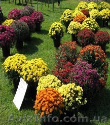 Greensad.elitno Посадочные материалы - <ro>Изображение</ro><ru>Изображение</ru> #1, <ru>Объявление</ru> #543131