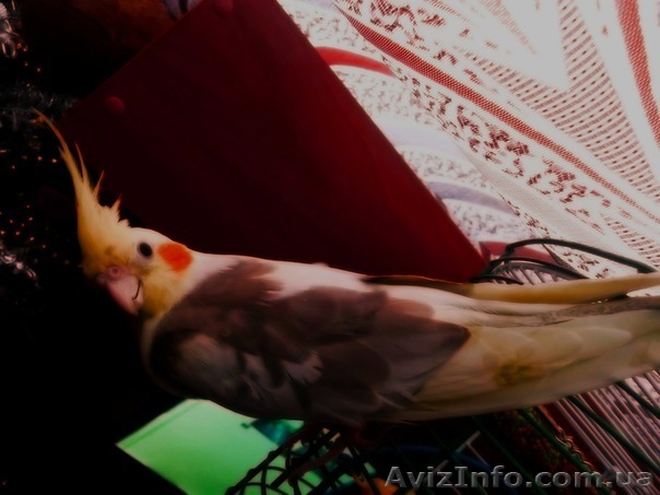 ПРОДАМ "КОРЕЛЛА"ПАПУГА - <ro>Изображение</ro><ru>Изображение</ru> #1, <ru>Объявление</ru> #575390