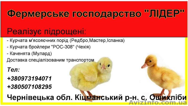 Підрощені курчата - <ro>Изображение</ro><ru>Изображение</ru> #1, <ru>Объявление</ru> #831874