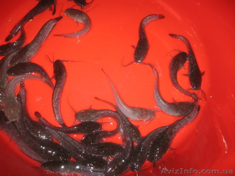 продам малек африканского (клариевого) сома - <ro>Изображение</ro><ru>Изображение</ru> #1, <ru>Объявление</ru> #924874