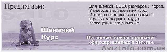 Щенячий и подростковый курсы - <ro>Изображение</ro><ru>Изображение</ru> #1, <ru>Объявление</ru> #1023876