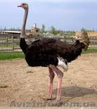 Cтраус африканский самка+самец - <ro>Изображение</ro><ru>Изображение</ru> #1, <ru>Объявление</ru> #1152256