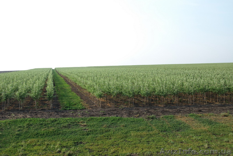 Продам Саженцы М-9 - <ro>Изображение</ro><ru>Изображение</ru> #1, <ru>Объявление</ru> #1156877