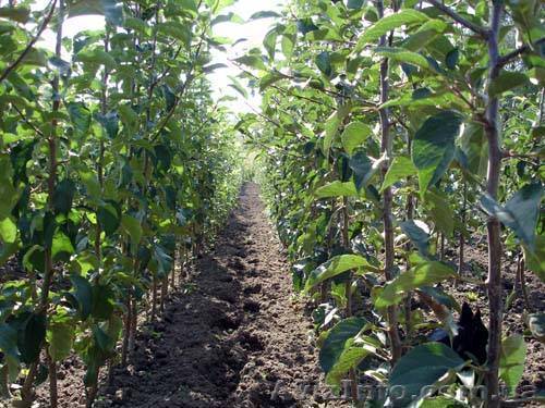  Подвой М106. М9. Привитые сорта под заказ. - <ro>Изображение</ro><ru>Изображение</ru> #1, <ru>Объявление</ru> #1195603