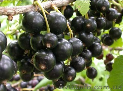 Продам саженцы смородины черной  - <ro>Изображение</ro><ru>Изображение</ru> #1, <ru>Объявление</ru> #1208348