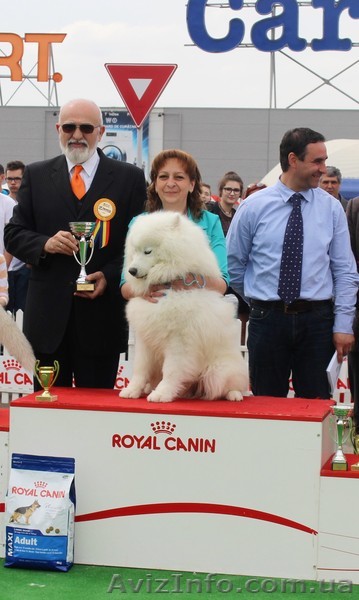 Великолепные щенки Самоеда от ИнтерЧемпиона - <ro>Изображение</ro><ru>Изображение</ru> #1, <ru>Объявление</ru> #1354666