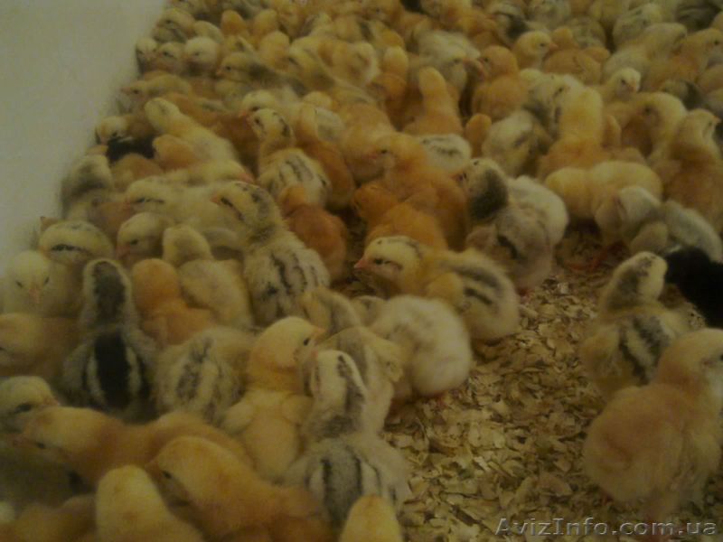 Продаж курей МАСТЕР РЕДБРО! Підрощених і добових! Можлива доставка - <ro>Изображение</ro><ru>Изображение</ru> #1, <ru>Объявление</ru> #1372413