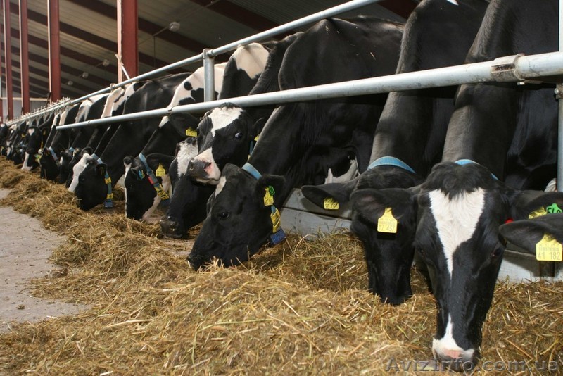 Работа в Германии на фермерском хозяйстве - <ro>Изображение</ro><ru>Изображение</ru> #1, <ru>Объявление</ru> #1477854