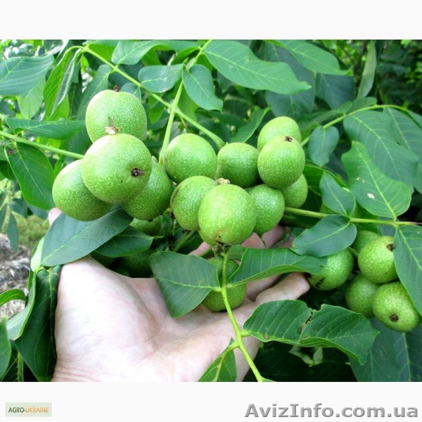 Продажа саженцев грецких орехов: Идеал, Кочерженко, Великан, Прикарпатский - <ro>Изображение</ro><ru>Изображение</ru> #1, <ru>Объявление</ru> #1533293