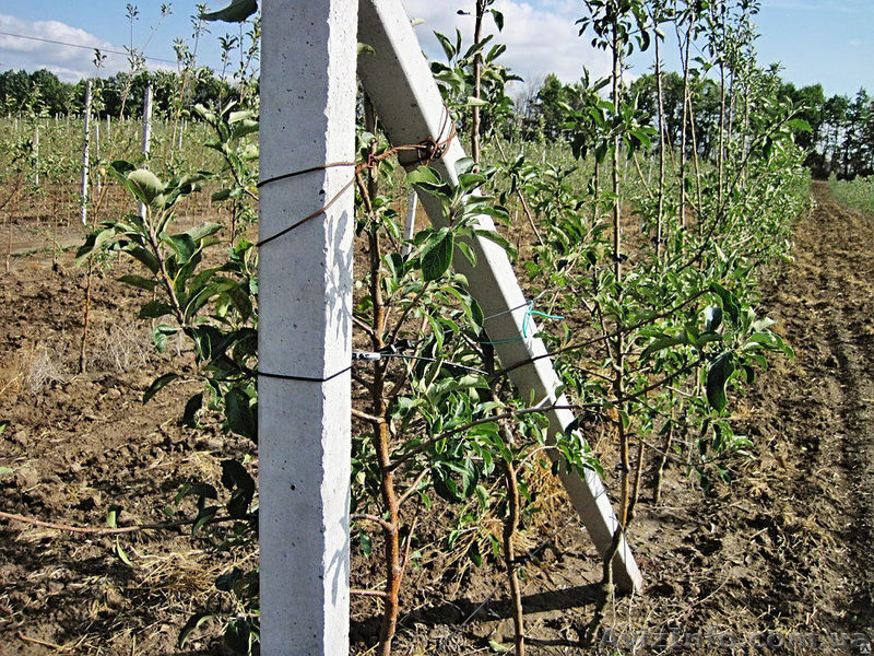 З/б стовпчики (ж/б столбики) б/у та нові від виробника - <ro>Изображение</ro><ru>Изображение</ru> #1, <ru>Объявление</ru> #1582942