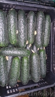 продаем огурцы из Испании - <ro>Изображение</ro><ru>Изображение</ru> #2, <ru>Объявление</ru> #1406262