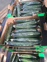 продаем огурцы из Испании - <ro>Изображение</ro><ru>Изображение</ru> #5, <ru>Объявление</ru> #1406262