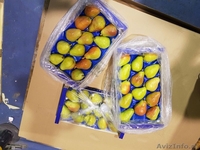 Продаю груши из Испании - <ro>Изображение</ro><ru>Изображение</ru> #4, <ru>Объявление</ru> #1406266