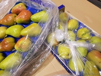 Продаю груши из Испании - <ro>Изображение</ro><ru>Изображение</ru> #1, <ru>Объявление</ru> #1406266