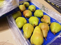 Продаю груши из Испании - <ro>Изображение</ro><ru>Изображение</ru> #2, <ru>Объявление</ru> #1406266