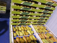 Продаю груши из Испании - <ro>Изображение</ro><ru>Изображение</ru> #7, <ru>Объявление</ru> #1406266