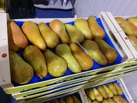 Продаю груши из Испании - <ro>Изображение</ro><ru>Изображение</ru> #9, <ru>Объявление</ru> #1406266