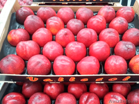 Продаем нектарины из Испании - <ro>Изображение</ro><ru>Изображение</ru> #6, <ru>Объявление</ru> #1366005