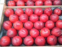 Продаем нектарины из Испании - <ro>Изображение</ro><ru>Изображение</ru> #5, <ru>Объявление</ru> #1366005