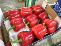 продаем перец из Испании - <ro>Изображение</ro><ru>Изображение</ru> #3, <ru>Объявление</ru> #1337540