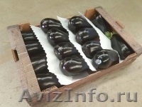 продаем баклажаны из Испании - <ro>Изображение</ro><ru>Изображение</ru> #4, <ru>Объявление</ru> #1337547