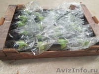 продаем баклажаны из Испании - <ro>Изображение</ro><ru>Изображение</ru> #3, <ru>Объявление</ru> #1337547