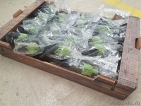 продаем баклажаны из Испании - <ro>Изображение</ro><ru>Изображение</ru> #2, <ru>Объявление</ru> #1337547