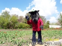 изготовление ростовых кукол - <ro>Изображение</ro><ru>Изображение</ru> #2, <ru>Объявление</ru> #13336