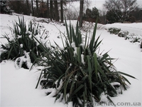 Юкка нитчатая - вечнозеленое многолетнее растение - <ro>Изображение</ro><ru>Изображение</ru> #3, <ru>Объявление</ru> #70819
