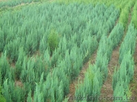 Туя западная, самшыт,кипарисовик, можевельник для озеленения - <ro>Изображение</ro><ru>Изображение</ru> #1, <ru>Объявление</ru> #66323