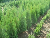 Туя западная, самшыт,кипарисовик, можевельник для озеленения - <ro>Изображение</ro><ru>Изображение</ru> #3, <ru>Объявление</ru> #66323
