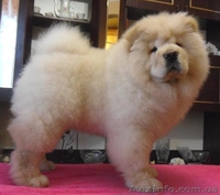 щеночки чау-чау, кремовые - <ro>Изображение</ro><ru>Изображение</ru> #1, <ru>Объявление</ru> #193208