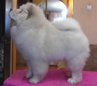 щеночки чау-чау, кремовые - <ro>Изображение</ro><ru>Изображение</ru> #2, <ru>Объявление</ru> #193208