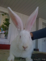 кролики великаны - <ro>Изображение</ro><ru>Изображение</ru> #4, <ru>Объявление</ru> #218405