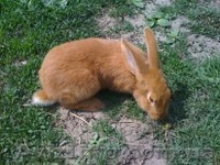 кролики великаны - <ro>Изображение</ro><ru>Изображение</ru> #6, <ru>Объявление</ru> #218405