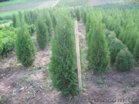 Туя западная, самшыт,кипарисовик, можевельник для озеленения - <ro>Изображение</ro><ru>Изображение</ru> #5, <ru>Объявление</ru> #66323