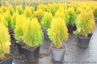 Продаю семена,сажанцы,цветы. - <ro>Изображение</ro><ru>Изображение</ru> #1, <ru>Объявление</ru> #559757