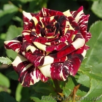 Продаю семена,сажанцы,цветы. - <ro>Изображение</ro><ru>Изображение</ru> #7, <ru>Объявление</ru> #559757