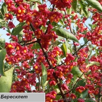 Продаю семена,сажанцы,цветы. - <ro>Изображение</ro><ru>Изображение</ru> #4, <ru>Объявление</ru> #559757