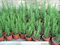 Продаю семена,сажанцы,цветы. - <ro>Изображение</ro><ru>Изображение</ru> #3, <ru>Объявление</ru> #559757