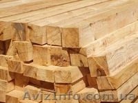 Лиственница сибирская Черновцы Украина - <ro>Изображение</ro><ru>Изображение</ru> #6, <ru>Объявление</ru> #153183