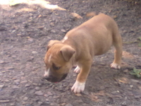 продам щенков амстаффа срочно  - <ro>Изображение</ro><ru>Изображение</ru> #1, <ru>Объявление</ru> #731285