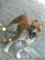 продам щенков амстаффа срочно  - <ro>Изображение</ro><ru>Изображение</ru> #3, <ru>Объявление</ru> #731285