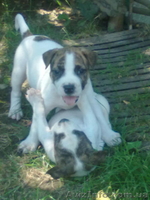 продам щенков амстаффа срочно  - <ro>Изображение</ro><ru>Изображение</ru> #2, <ru>Объявление</ru> #731285