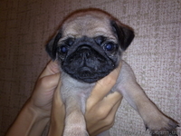 Продаются щенки Мопсы - <ro>Изображение</ro><ru>Изображение</ru> #2, <ru>Объявление</ru> #735116