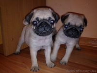 Продаются щенки Мопсы - <ro>Изображение</ro><ru>Изображение</ru> #1, <ru>Объявление</ru> #735116